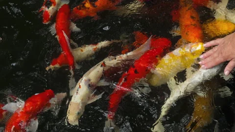 Japanese koi carp in the pond Stock Footage