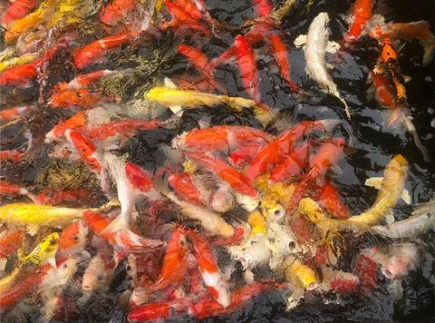 Japanese Koi Carps Fish (cyprinus Carpio) swimming in a pond Stock Photos