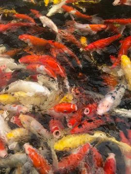 Japanese Koi Carps Fish (cyprinus Carpio) swimming in a pond Stock Photos