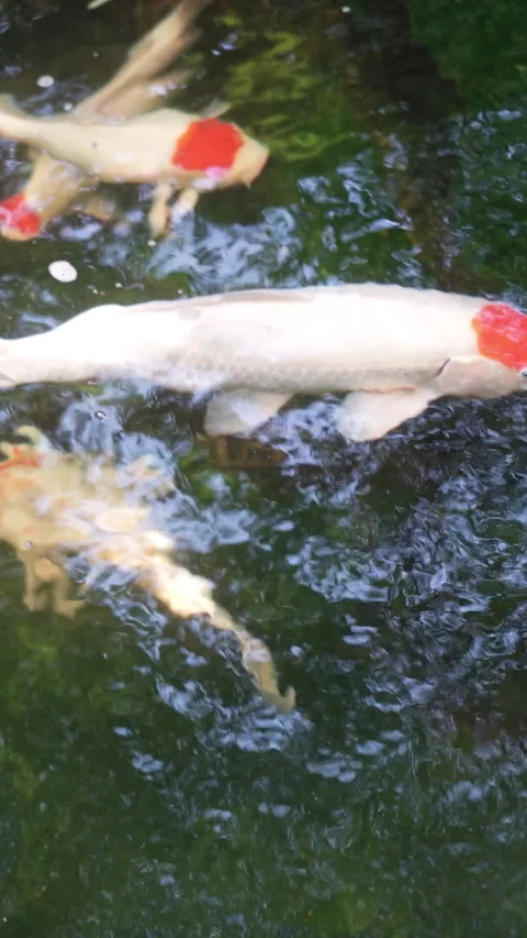 Japanese koi fish with distinctive red spot swimming in a backyard fishpond. Stock Footage 335812461