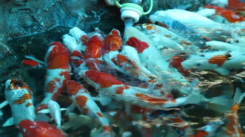 Japanese koi fish Stock Footage 33033059