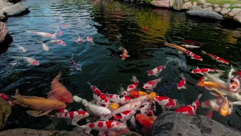 Japanese Koi Fish Stock Footage 247105579