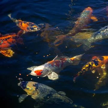 Japanese Koi fish in pond, koi carp fish japan. colorful natural backgroun... Stock Photos