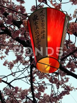 Japanese lantern and cherry blossoms Stock Photos