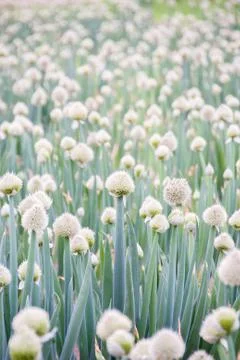 Japanese long green onion head Stock Photos