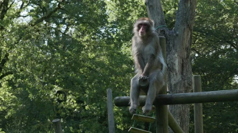 Japanese Macaque 06. Sitting upright and calling out - close up. 4K Tripod Stock Footage 137958366