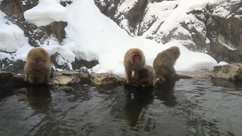 Japanese Macaque, also known as snow Monkey, at Jigokudani, Japan Stock Footage 291623916