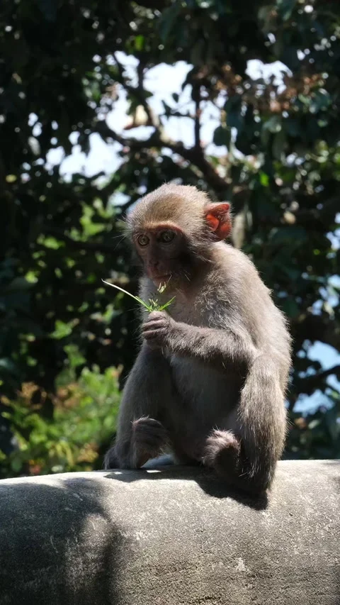A Japanese macaque, also known as a snow monkey, sits on a rock, gazing Stock Footage 323729082