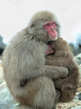Japanese macaque and cub.  Snow monkey. The Japanese macaque, Scientific name Stock Photos