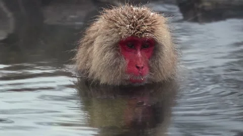 Japanese Macaque Bathing in Hot Spring 4k Close Up Telephoto Shot Stock Footage 338261828