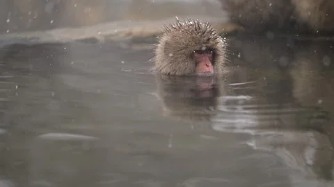 Japanese Macaque Bathing in Hot Spring During Snowfall 4k Close Up Shot Stock Footage 338261875
