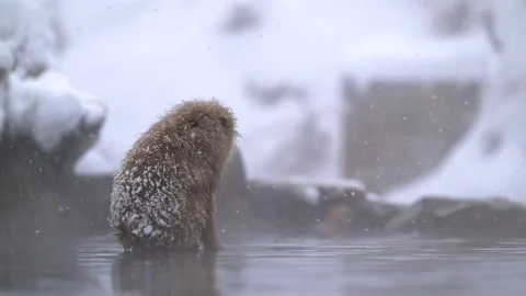 Japanese Macaque Bathing in Hot Spring Snow Storm 4k Telephoto Video 스톡 동영상 338262091