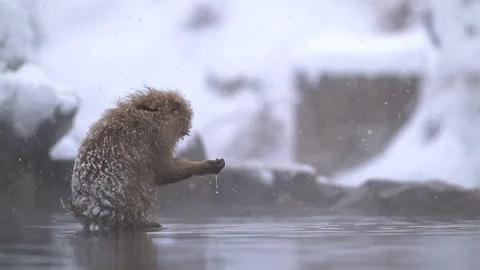 Japanese Macaque Bathing in Hot Spring During Snow Storm 4k Telephoto Shot Stock Footage 338262102
