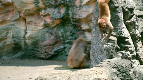 Japanese macaque climbs down stone wall - 1440p Stock Footage 154196267