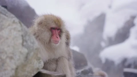Japanese Macaque, Deep Thought Expression on Face, Sitting in Steaming Stock Footage 171333299