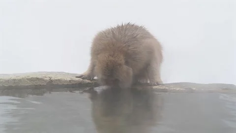 Japanese Macaque Drinking from Hot Spring 4k Close Up Telephoto Shot Stock Footage 338261820