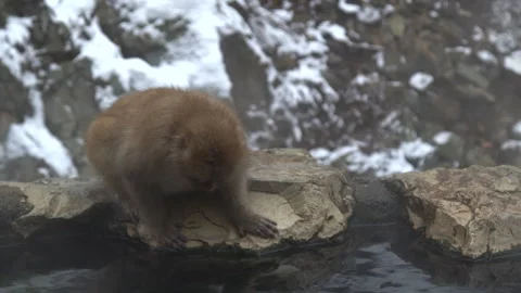Japanese Macaque Drinking from Steaming Hot Spring at Jigokudani, Japan Stock Footage 331460099