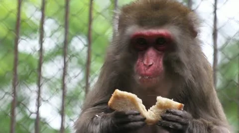 Japanese macaque eating bread, C.U. Video stock 10877885