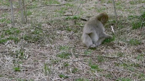 Japanese macaque. Stock Footage 10900619
