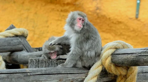 Japanese macaque Stock Footage 64951176