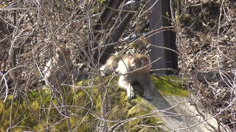 Japanese macaque Video stock 82397959