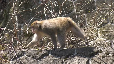 Japanese macaque Stock Footage 82402161