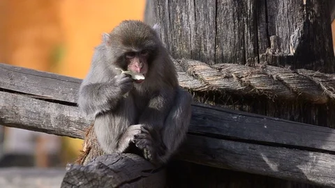 Japanese macaque Stock Footage 89746201