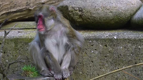A Japanese macaque  Stock Footage 273657851