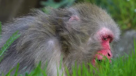 A Japanese macaque  Stock Footage 273657906