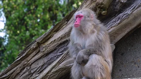 A Japanese macaque  Stock Footage 273658000