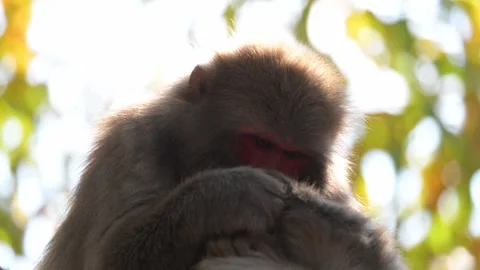Japanese macaque grooming another monkey in Japan Vídeo Stock 305411928
