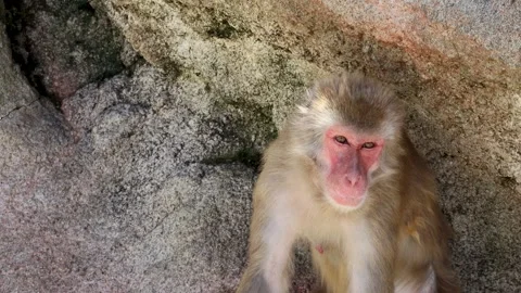 A Japanese macaque looking over Stock Footage 242575937