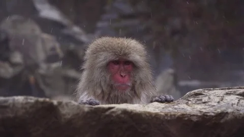 Japanese Macaque looking over stone wall during snowfall Vidéo 79441383