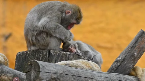 Japanese macaque (Macaca) Stock Footage 65067892