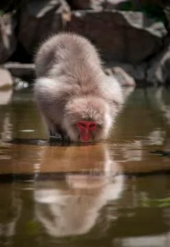 Japanese macaque Macaca fuscata drinking in the river Yamanouchi Nagano Stock Photos