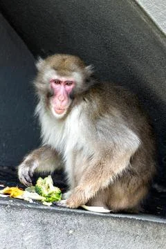 A Japanese macaque (Macaca fuscata) in Jigokudani, Japan. These primates eat  Stock Photos