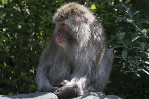 The Japanese Macaque (Macaca fuscata) or Snow Monkey. Stock Photos