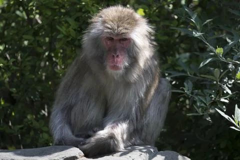 The Japanese Macaque (Macaca fuscata) or Snow Monkey. Stock Photos