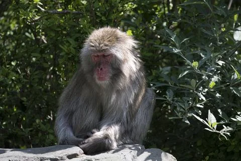 The Japanese Macaque (Macaca fuscata) or Snow Monkey. Stock Photos