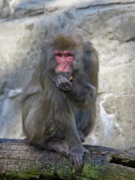 Japanese macaque (Macaca fuscata) Stock Photos