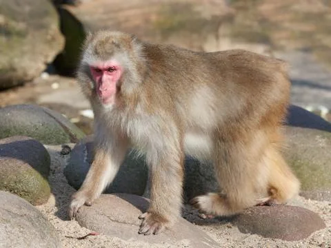 Japanese macaque (Macaca fuscata) Stock Photos
