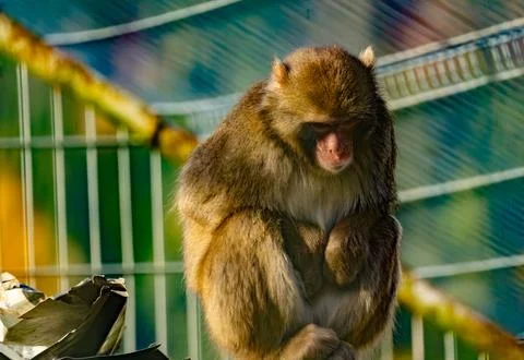 Japanese macaque (Macaca fuscata) Stock Photos