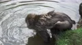 Japanese Macaque Monkey Bathing In Pond 4K 4k or 4k+ Resolution