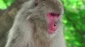 Japanese Macaque Monkey Chewing Close Up Face HD HD Footage