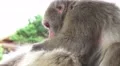 Japanese Macaque Monkey Grooms Another Close Up 4K 4k or 4k+ Resolution