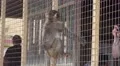 Japanese Macaque Monkey Hang On The Outside Of Caged Enclosure For People 4K 4k or 4k+ Resolution