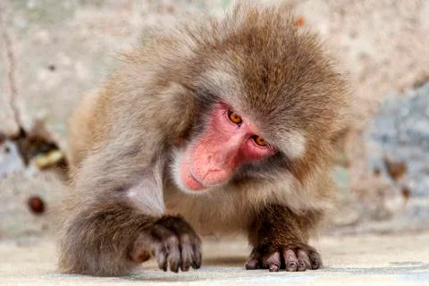 Japanese macaque monkey. Stock Photos