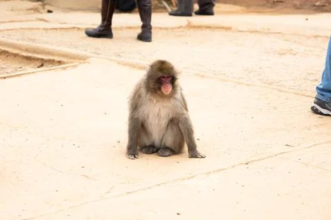 Japanese Macaque monkey sitting down Stock Photos