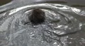 Japanese Macaque Monkey Swimming In Pond Backside View 4K 4k or 4k+ Resolution