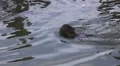 Japanese Macaque Monkey Swims In Pond HD Vídeo HD